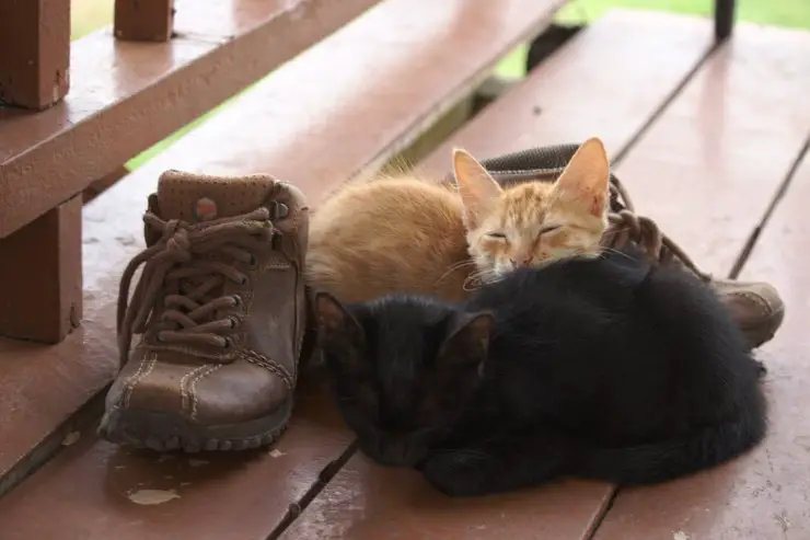 gato con zapatos