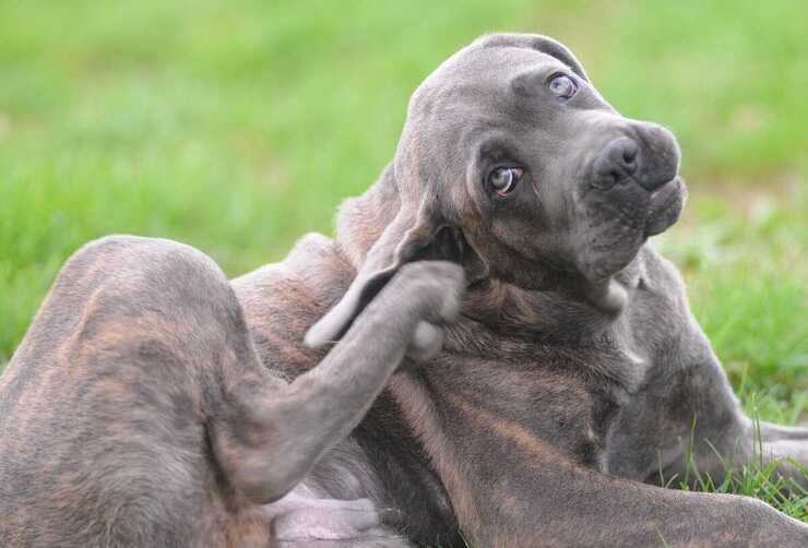 perro rascándose