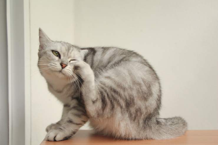 alergias más comunes en gatos