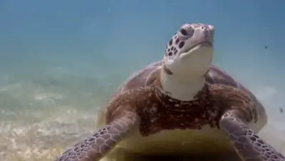 alarma de la naturaleza