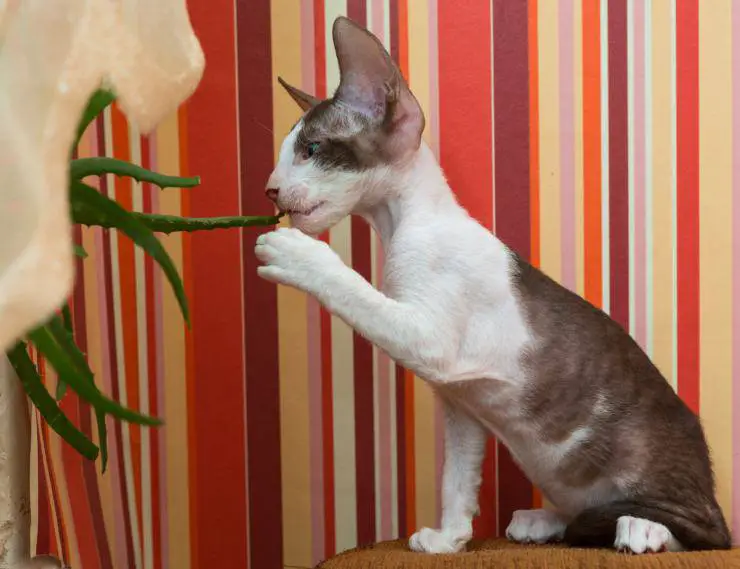 Aloe vera en el gato