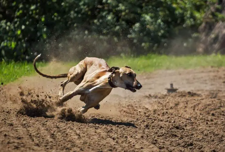 perro corre hiperactivo