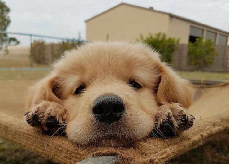 cachorro