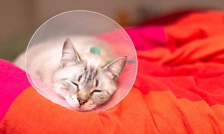 gato con collar isabelino
