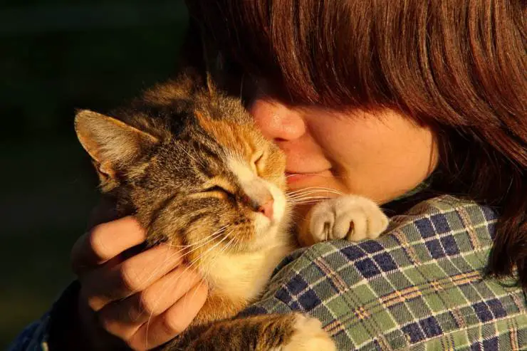 gato acariciando masajes