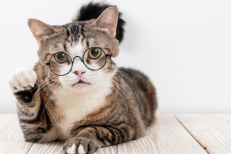 Cómo saber si tu gato no ve bien (Adobe Stock Photo)
