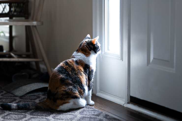 cómo evitar que el gato se escape por la puerta
