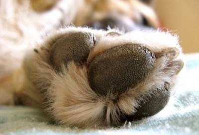 almohadillas para perros
