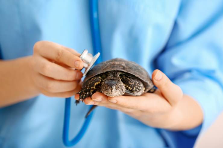 Cómo saber si la tortuga está enferma