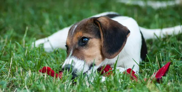perro jugando