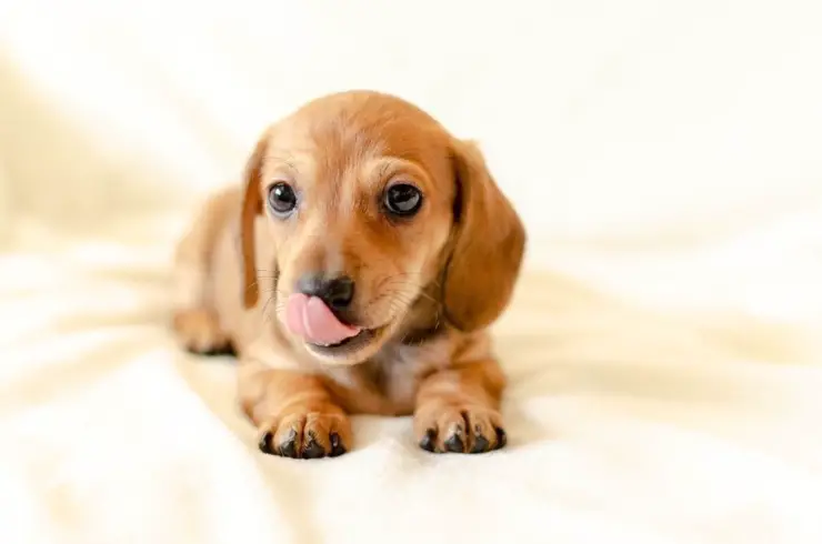 cachorro de perro dachshund