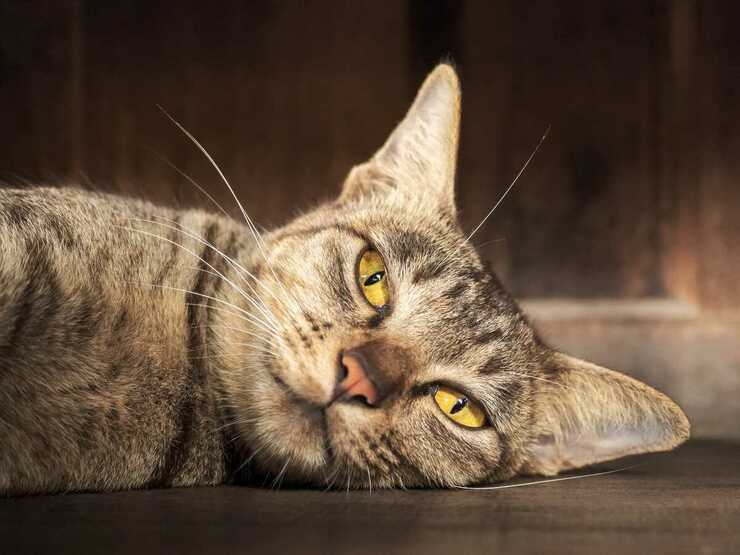 Deficiencia de vitamina en gatos (Adobe Stock Photo)