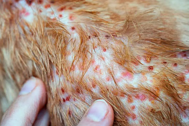 Dermatitis atópica en gatos