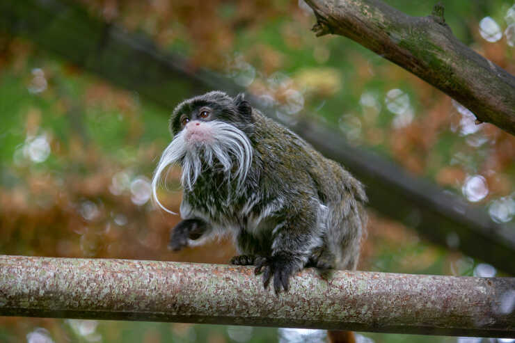 Emperador Tamarino