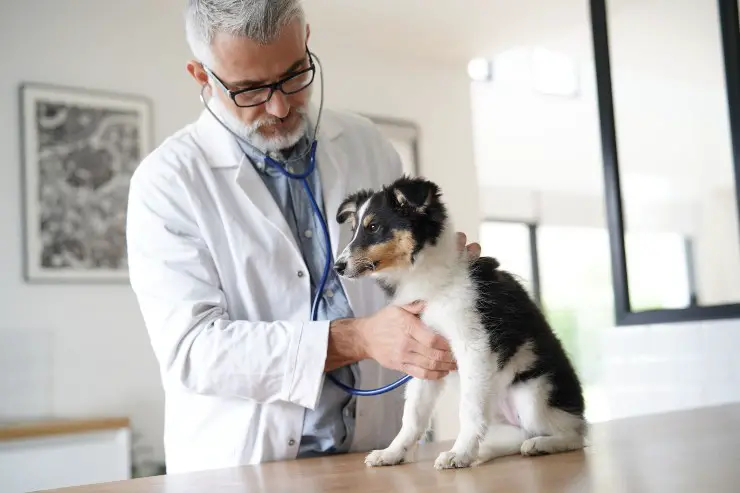 perro veterinario