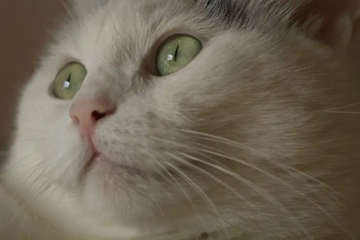 mirada de gato
