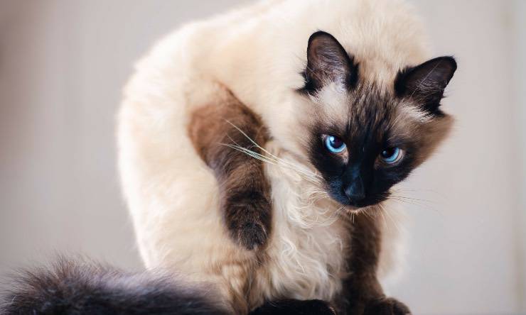 Un gato balinés
