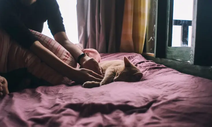 Gato y amo en la cama