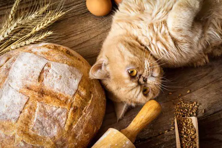 El gato es celiaco