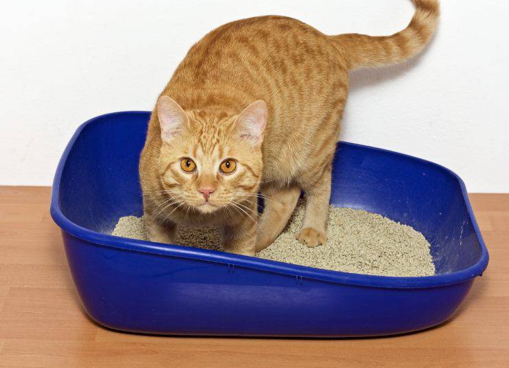 El gato juega con la caja de arena.