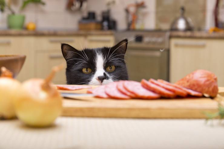 El gato salta sobre la mesa