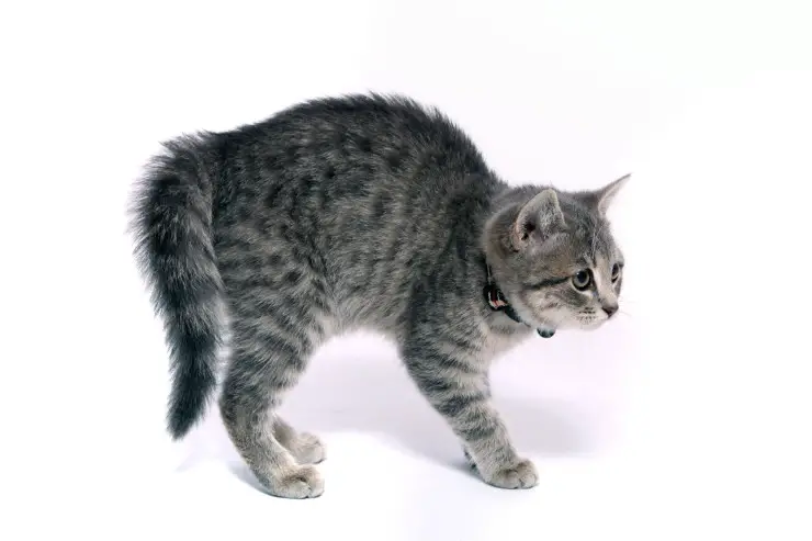 El gato se encorva y se inclina