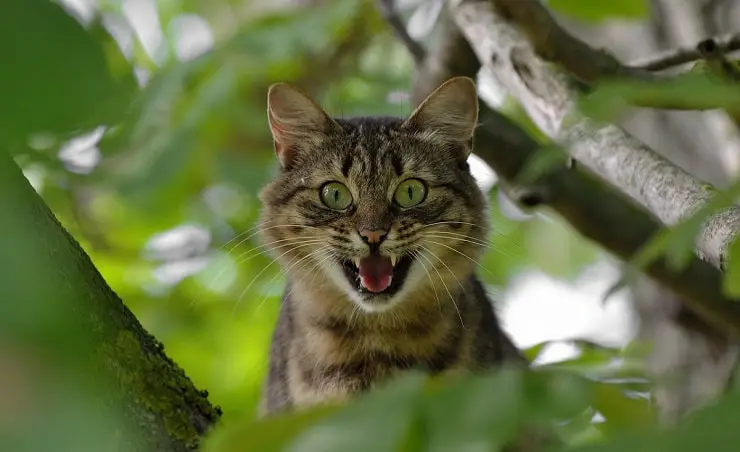 gato miedo a las tijeras