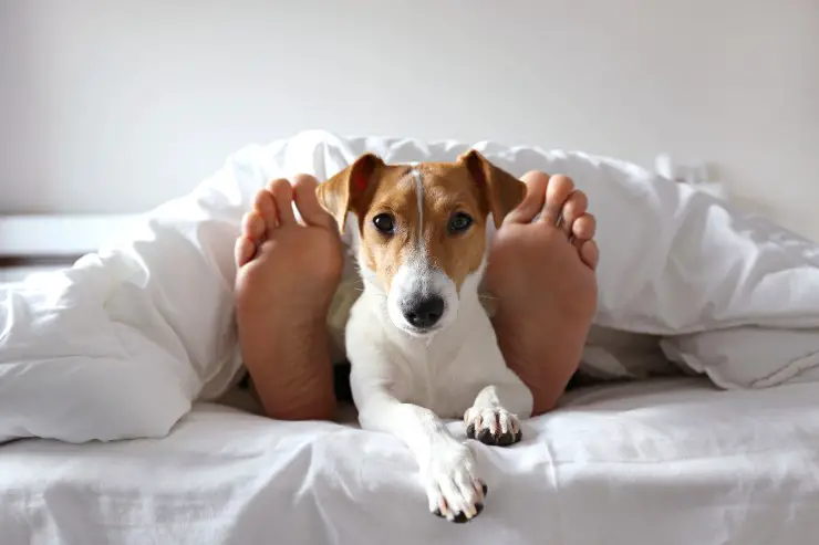 El perro duerme de pie