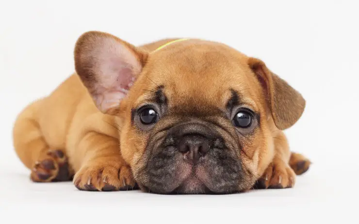 cachorro de perro triste