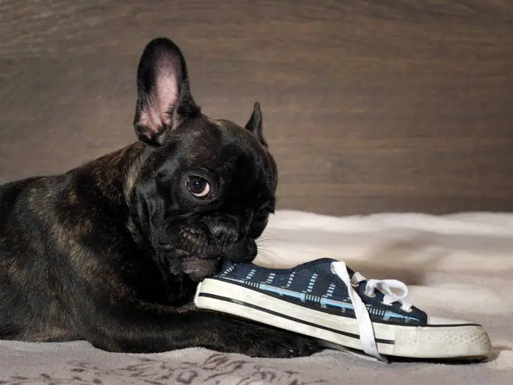 El perro muerde objetos