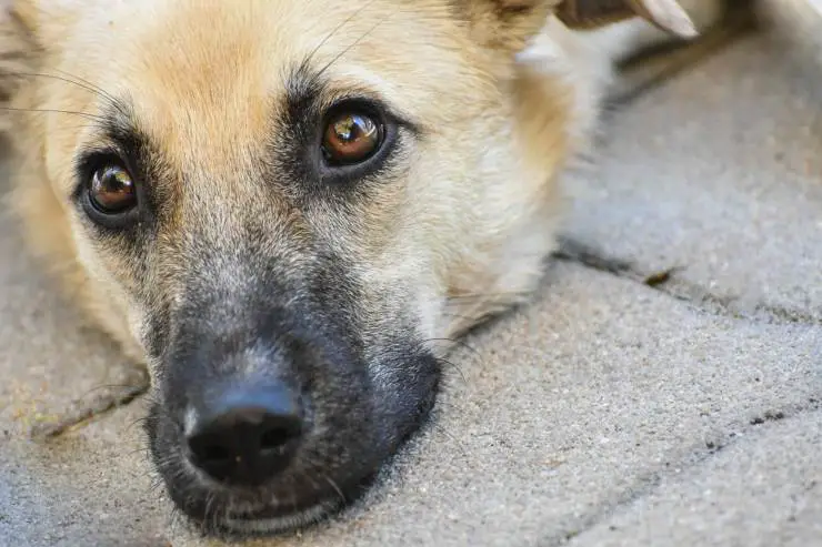 El perro resopla