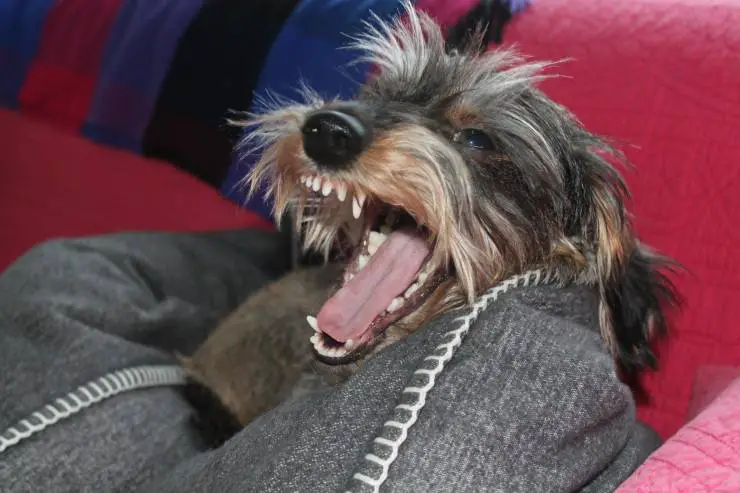 El perro se enfada si corres