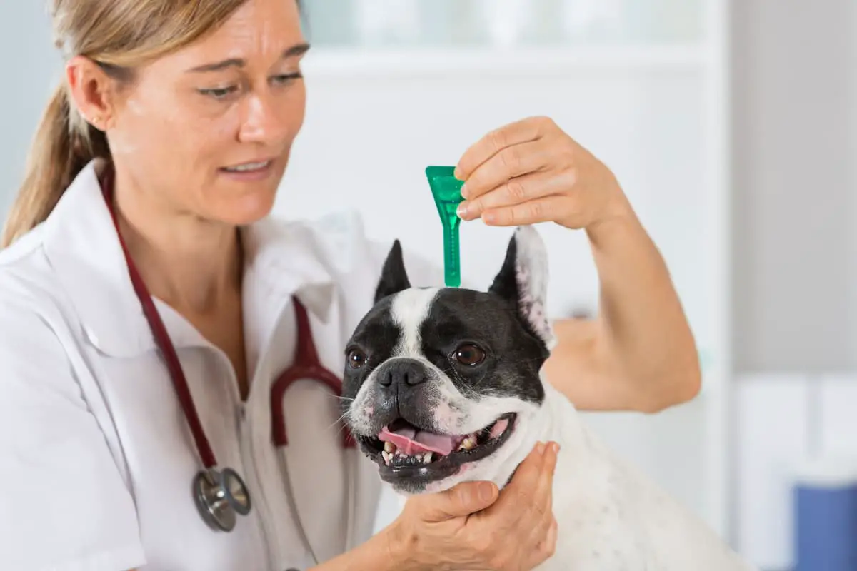 Enfermedad del gusano del corazón en perros (Adobe Stock Photo)
