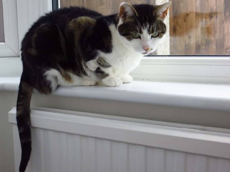 gato ventana triste