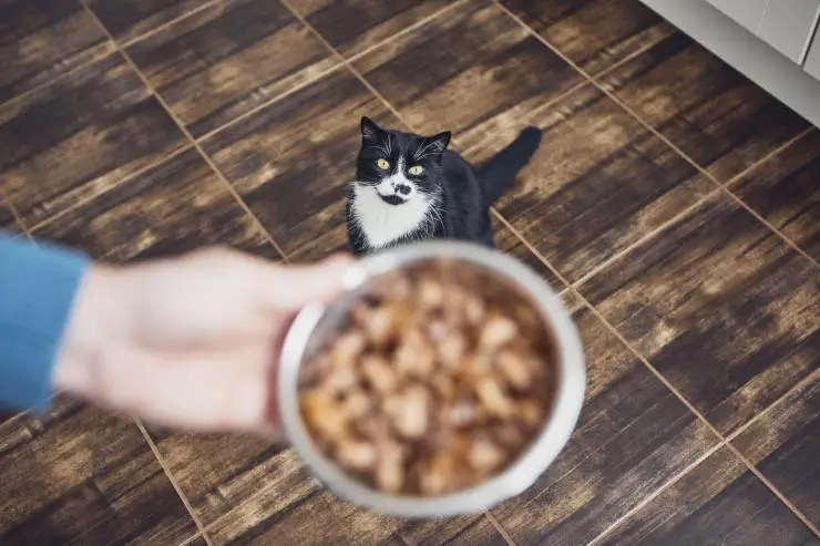 Gato en ayunas