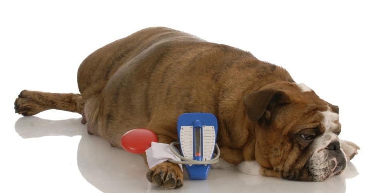 Hipertensión arterial en el perro