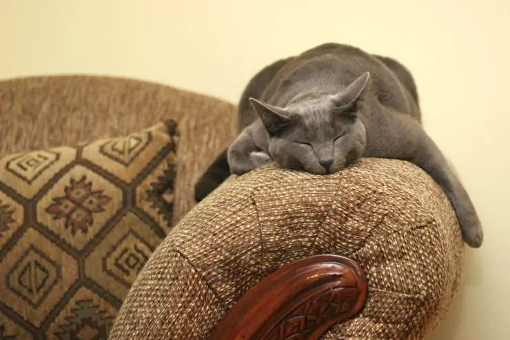Hipotensión en gatos