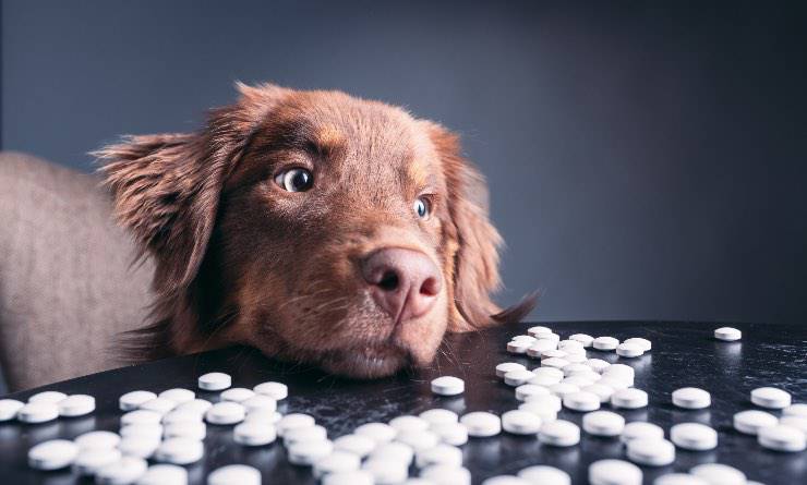 perro con pastillas