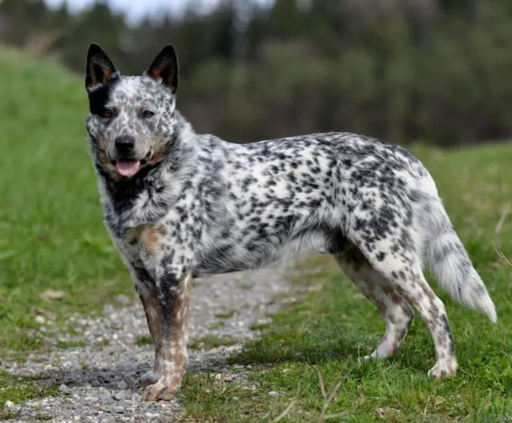 Perro australiano del ganado