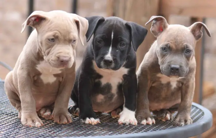 cachorros pitbull