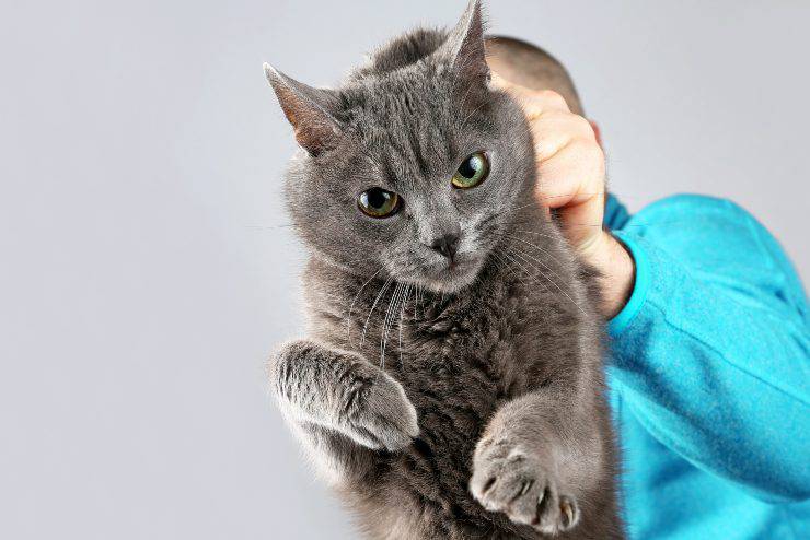 defectos del gato