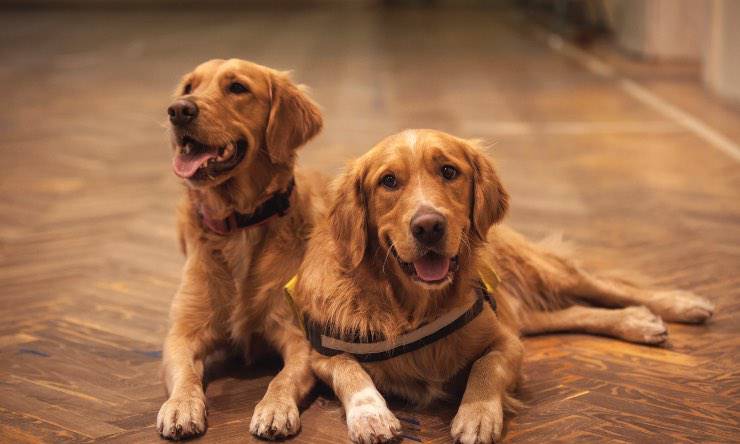 Dos perros de la misma raza