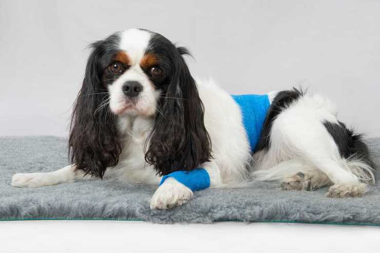Métodos anticonceptivos para perros (Adobe Stock Photo)