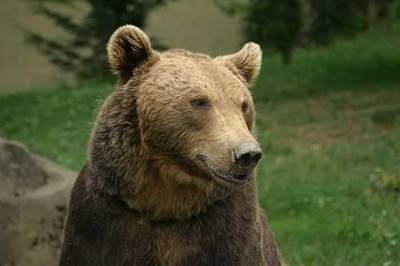 oso 4