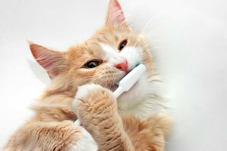 Periodontitis en gatos