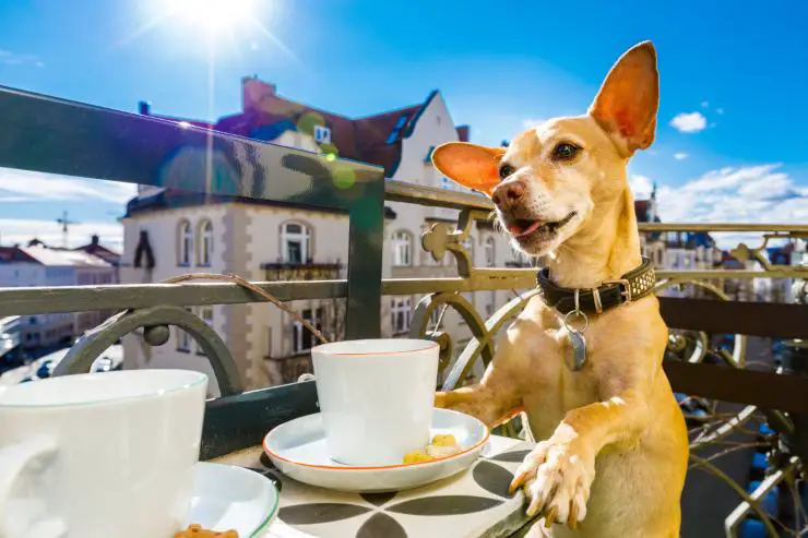 Perro sentado en la mesa