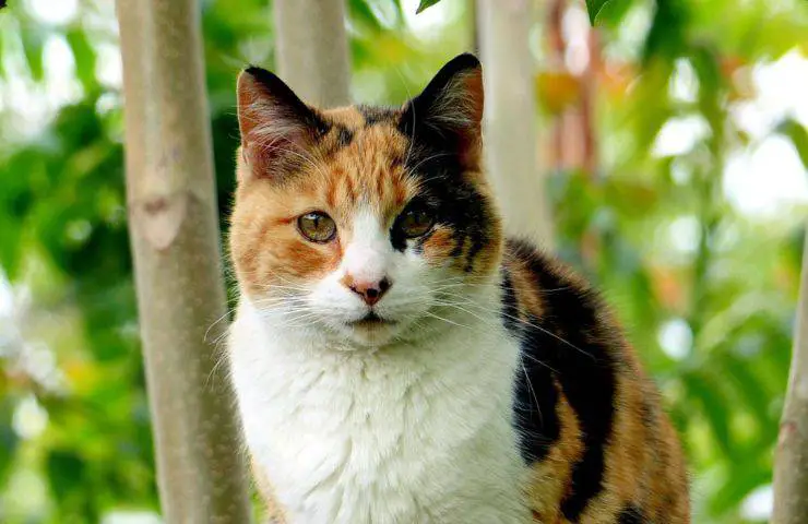 gato calicó tricolor