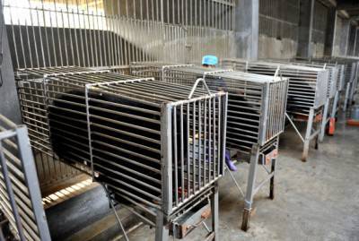 Los osos se mantienen en jaulas de acero en uno de