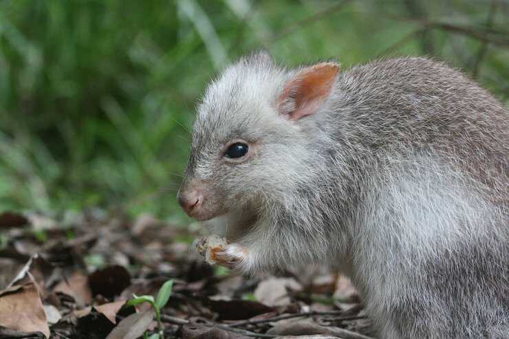 Rata canguro