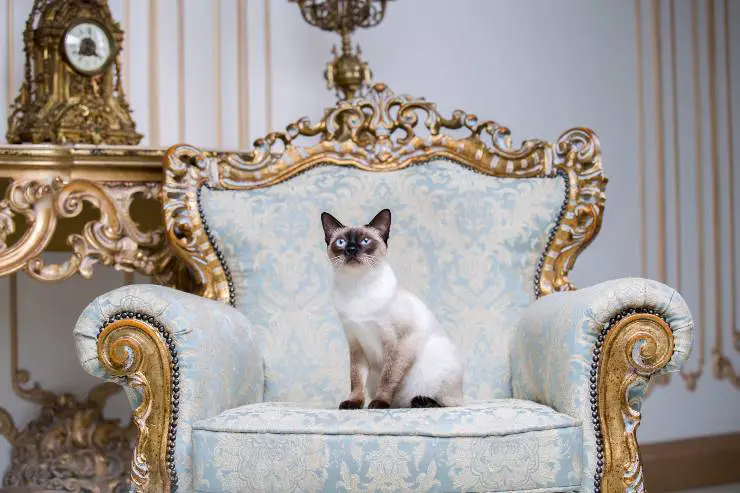 razas de gatos más caras